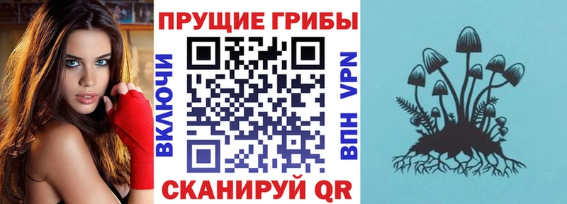 Псилоцибиновые грибы Cubensis Ак-Довурак